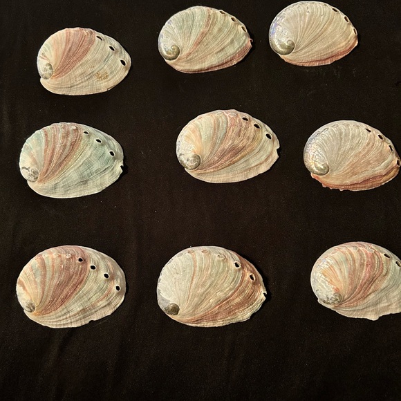 Abalone Shells - Picture 2 of 2